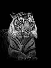 Sumatran Tiger in Black and White isolated on black background.