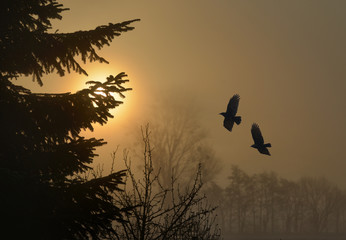 Sonnenaufgang im Nebel mit zwei Raben