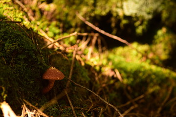 苔の森