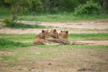 Fototapeta premium A pride of lions coming down to water to drink followed by a rest under the shad of some trees. 