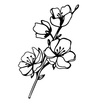 Digital illustration of a cute black contour doodle spring theme sakura flower twig. Print for clothes, poster, banner, postcard, web design, coloring.