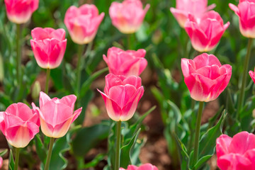 Fototapeta premium Beautiful Tulips