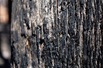 Aftermath of King Lake fires. Black Tree