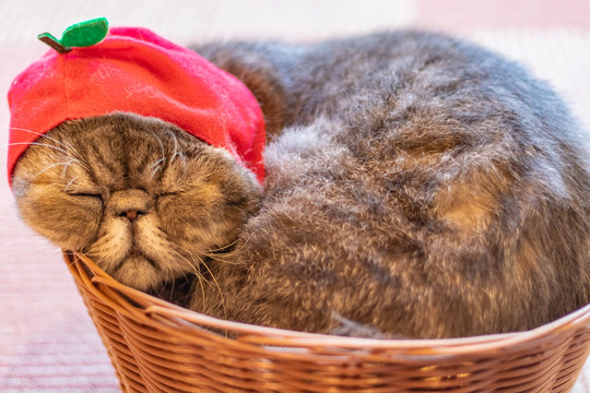 「ブサイク」の写真素材 659件の無料イラスト画像 Adobe Stock