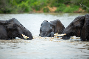 A herd of elephants having a swim early on an overcast afternoon.