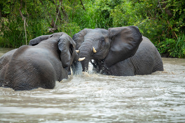 Fototapeta premium A herd of elephants having a swim early on an overcast afternoon.