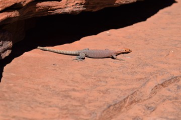 Lizard in Karijini National Park