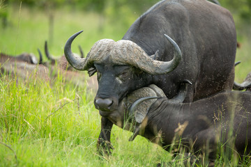 Two large cape buffalo bulls on an overcast day nuzzling