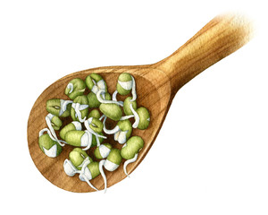 Sprouts of mung bean in wooden spoon