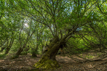 Fototapeta na wymiar árbol tumbado en el bosque verde