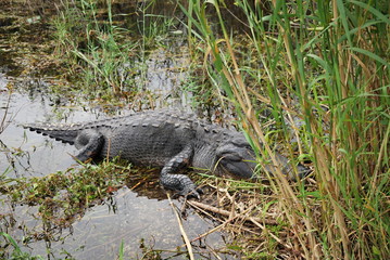 Alligator in Everglades National Park, Florida
