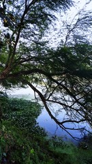 Fototapeta na wymiar Pictures of beautiful jungle on a mobile camera.
