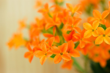 Fleurs oranges de kalanchoé