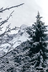 The snowy mountains, the forest and the nature of the Alps during a winter day near the town of Ardesio, Italy - December 2019.