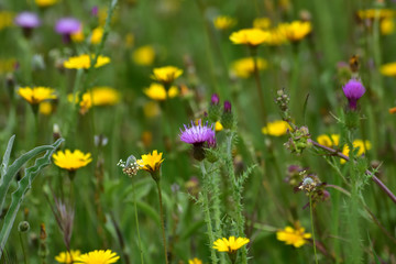 Small purple flower thistle in green meadow surrounded by yellow daisies