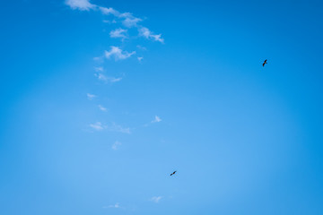 Naklejka na ściany i meble Two birds of prey hover overhead in a blue sky