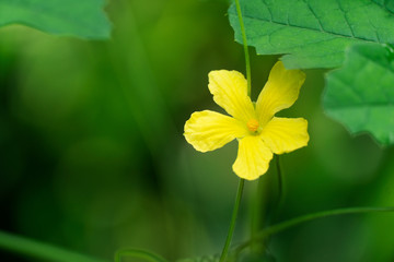 yellow flower in the green spring garden