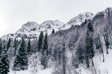 The snowy mountains, the forest and the nature of the Alps during a winter day near the town of Ardesio, Italy - December 2019.
