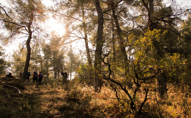 Background of sunny forest with trekkers in the background. Forest in sun light in the early morning. 