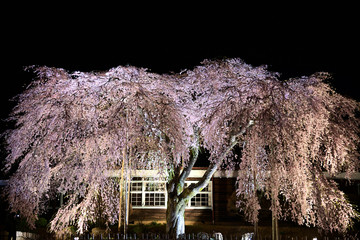 廃校と夜桜の幻想的なコラボ！　杵原学校の夜桜