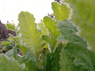 fresh green lettuce in the garden