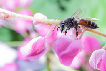 Honey Bee on pink Flower, Close Up Macro