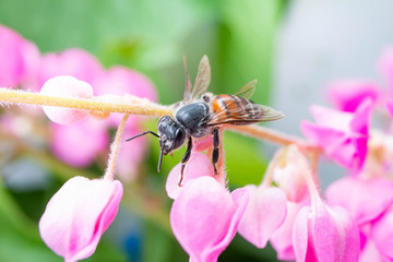 Honey Bee on pink Flower, Close Up Macro