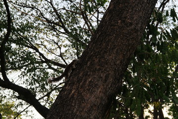 Brown squirrels climb on trees in the park.