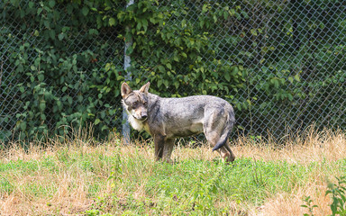 One grey wolf on sunny day in zoo