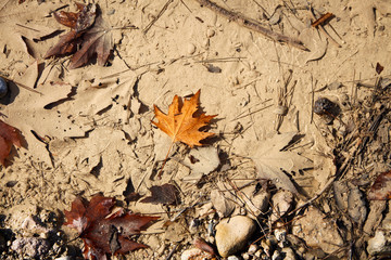 autumn leaves on muddy background. Autumn concept. 