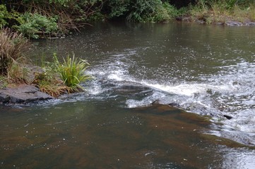 stream in rain forest