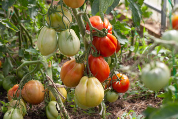 tomatoes growing in the garden