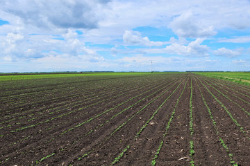 Fototapeta na wymiar Agriculture,plowed soil with nice blue sky