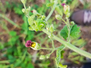 Flower of balm-leaved figwort