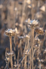 coneflowers in field