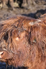 head of Scottish calf