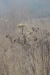 dry grass in the winter