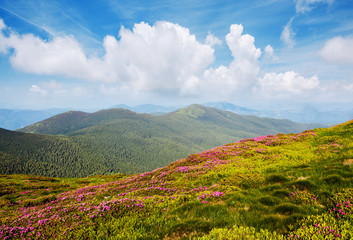 Breathtaking pink rhododendron flowers in summer alpine valley.