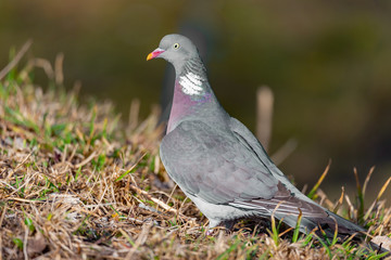 Wood pigeon perching on a spring green fresh grass background