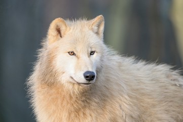 arctic wofl portrait