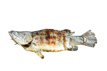 Fototapeta premium grilled bass fish wrapping salt stuffing herb on white background