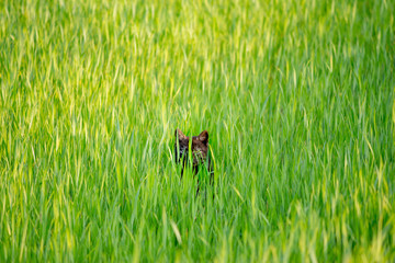 A black cat hiding out in the lush foliage of a springtime grass. Agricultural and farm pets concept.