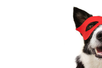 close-up hide dog super hero costume for carnival or halloween party wearing a red mask. Isolated on white background.