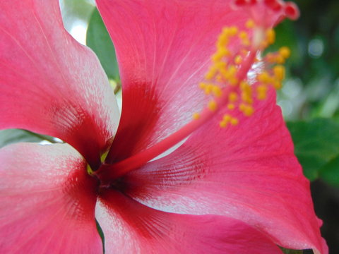 red flower