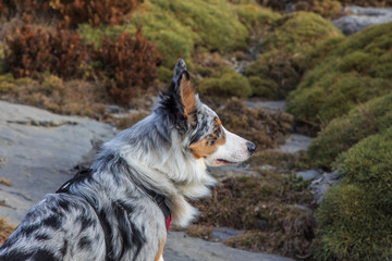 Close-up of tricolor border collie dog in the mountains