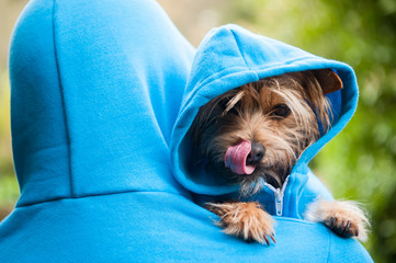 Furry dog looking over the shoulder of his owner in matching blue hoodies outdoors in bright green park background
