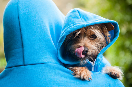 Furry dog looking over the shoulder of his owner in matching blue hoodies outdoors in bright green park background