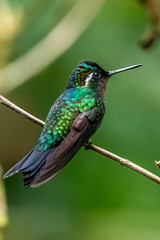 Amazilia decora, Charming Hummingbird, bird feeding sweet nectar from flower pink bloom. Hummingbird behaviour in tropic forest, nature habitat in Corcovado NP, Costa Rica. Two bird in fly, wildlife.