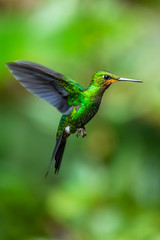 Amazilia decora, Charming Hummingbird, bird feeding sweet nectar from flower pink bloom. Hummingbird behaviour in tropic forest, nature habitat in Corcovado NP, Costa Rica. Two bird in fly, wildlife.