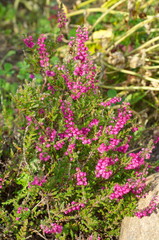 Fototapeta premium Flowering common Heather (lat. Calluna vulgaris) close-up